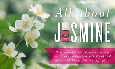 All About Jasmine .